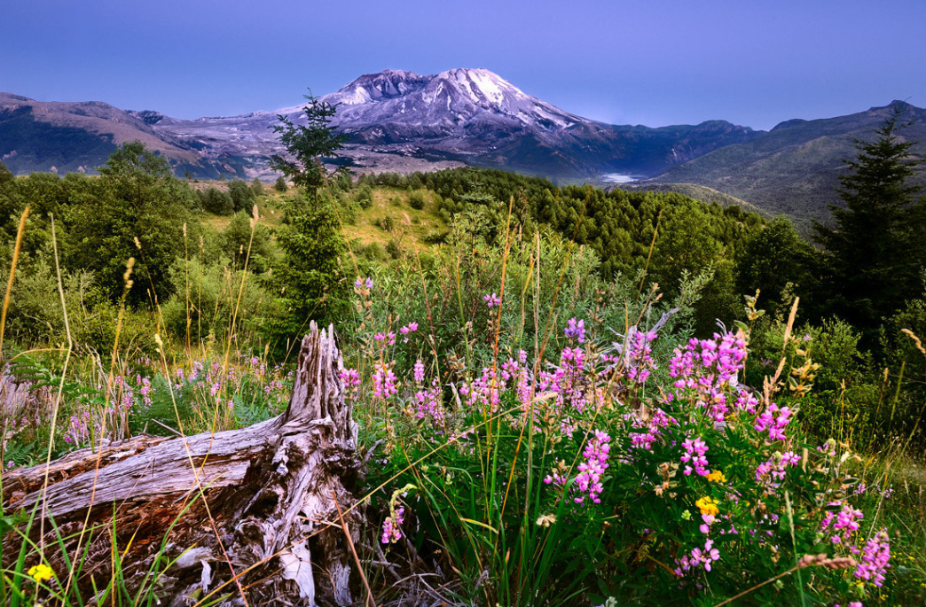 mount st helens tourist information