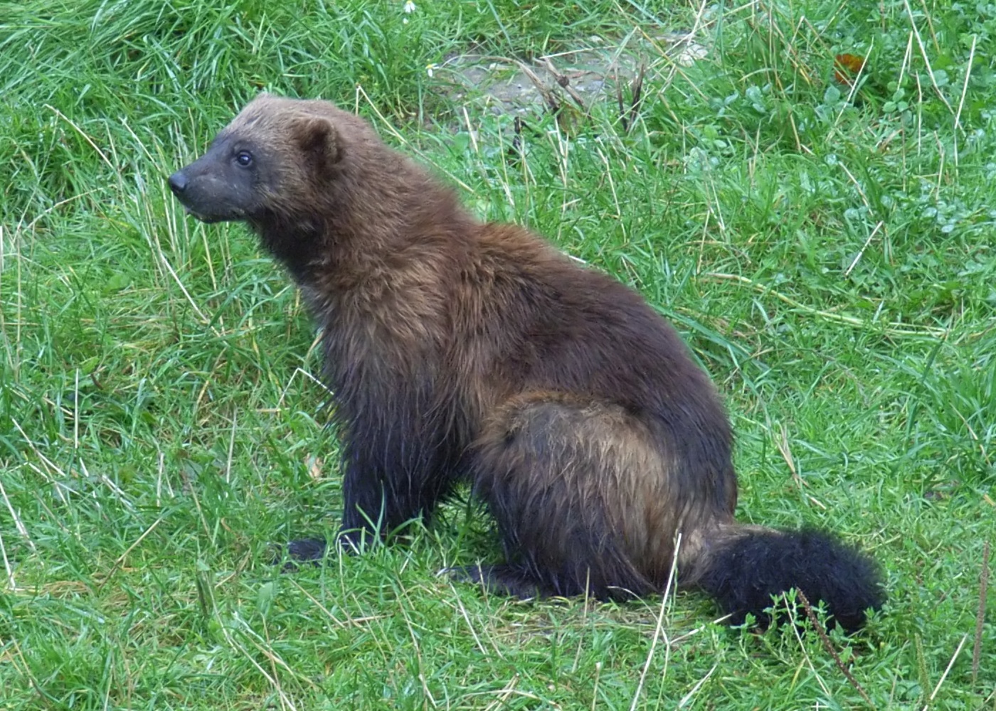 Five Things You May Not Know About Wolverines - National Forest Foundation