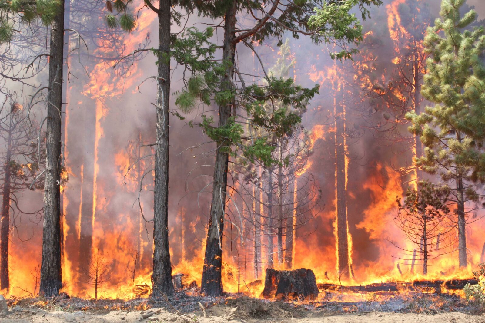 What Happens to Wildlife During a Wildfire? - National Forest Foundation