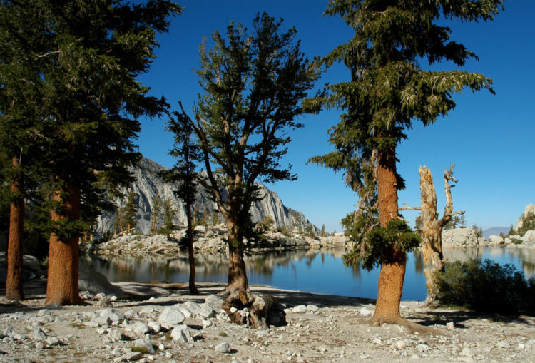 Tree Profile: Whitebark Pine - National Forest Foundation