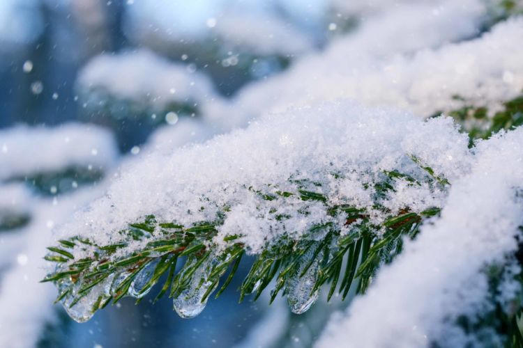 tree with snow