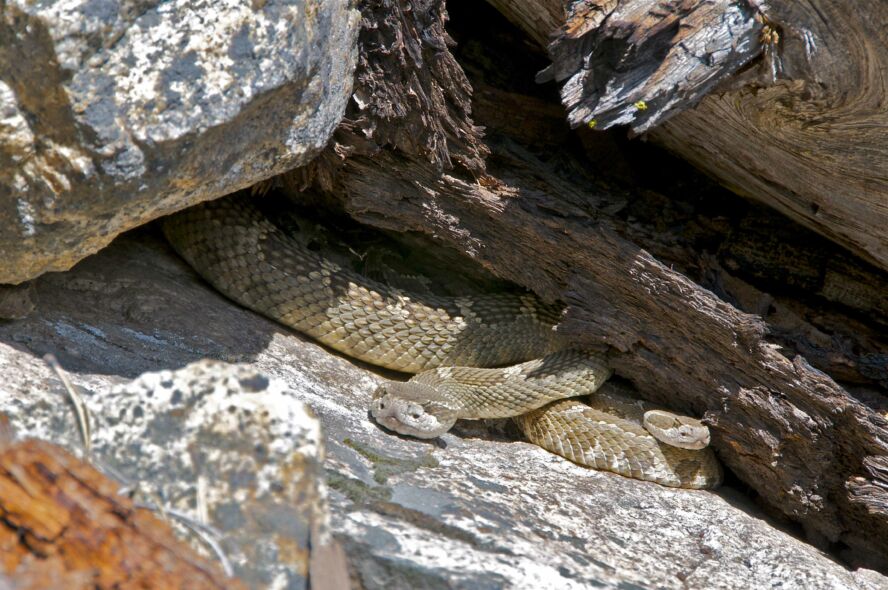 How to Find a Rattlesnake Den?
