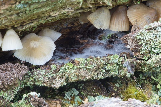 Why are fungi important?