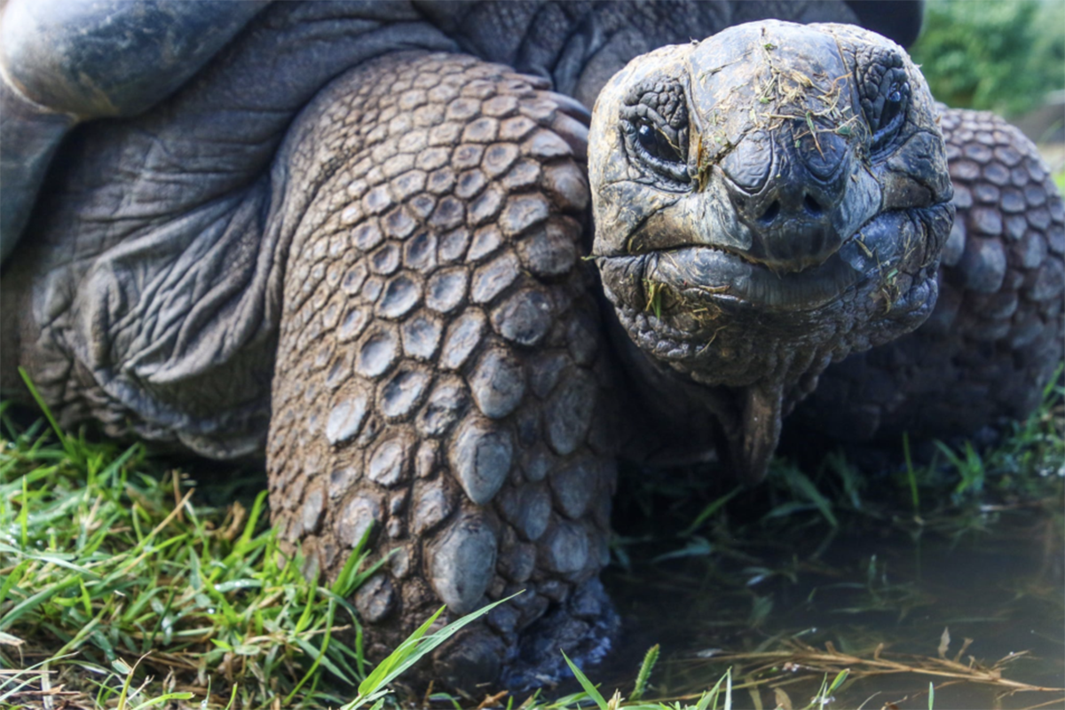 Saving Endangered Keystone Species: Key to Ecosystem Restoration