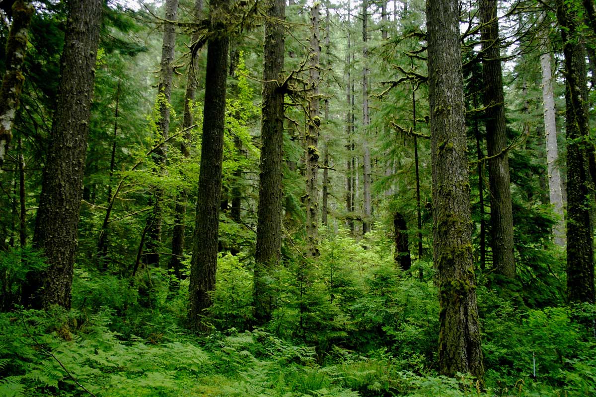 Six of the “Greenest” National Forests - National Forest Foundation
