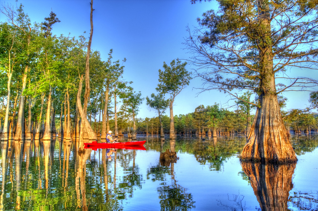 Cypress Tree Swamp Cypress Tree Swamp