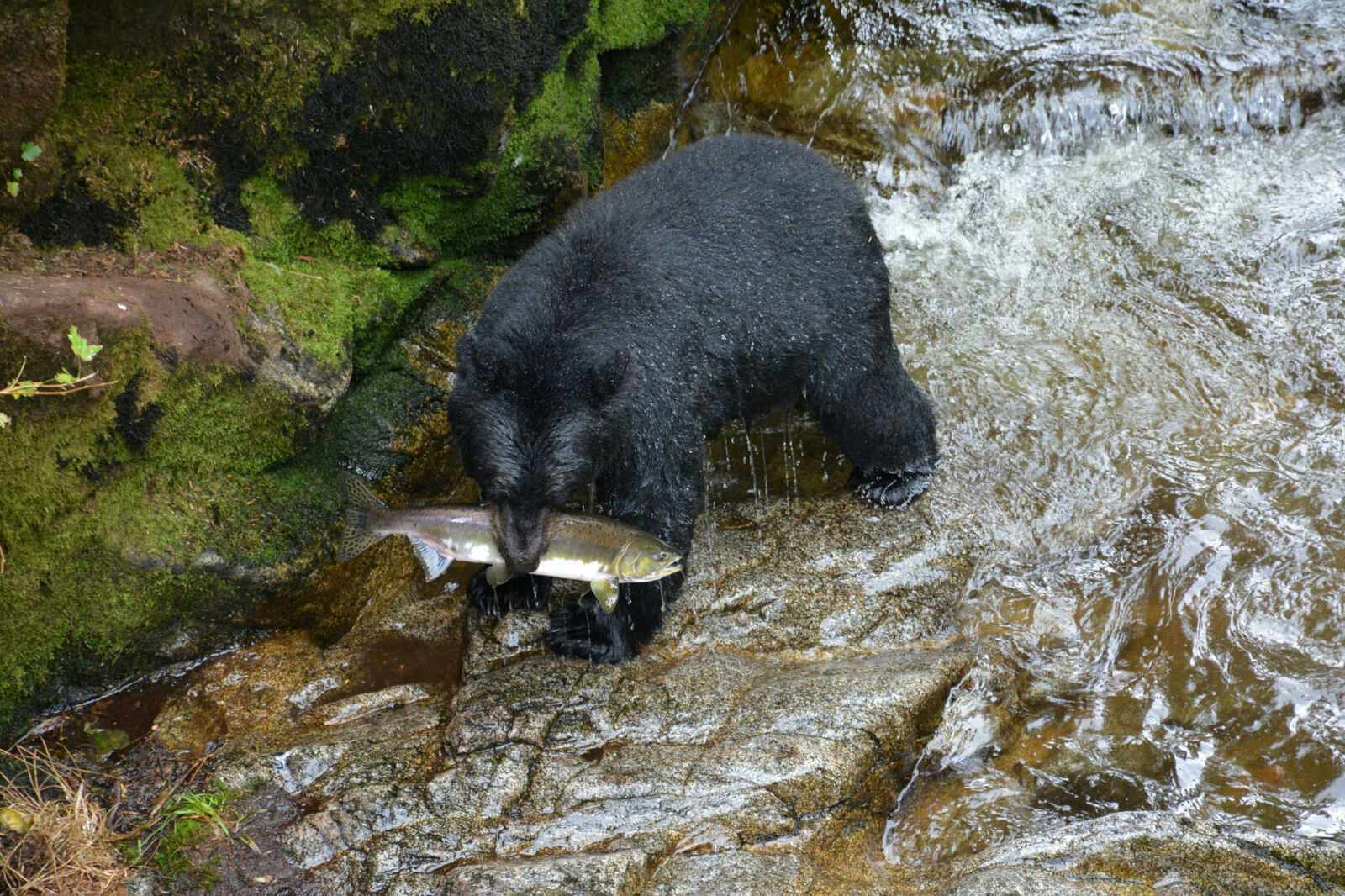 Why Bears?