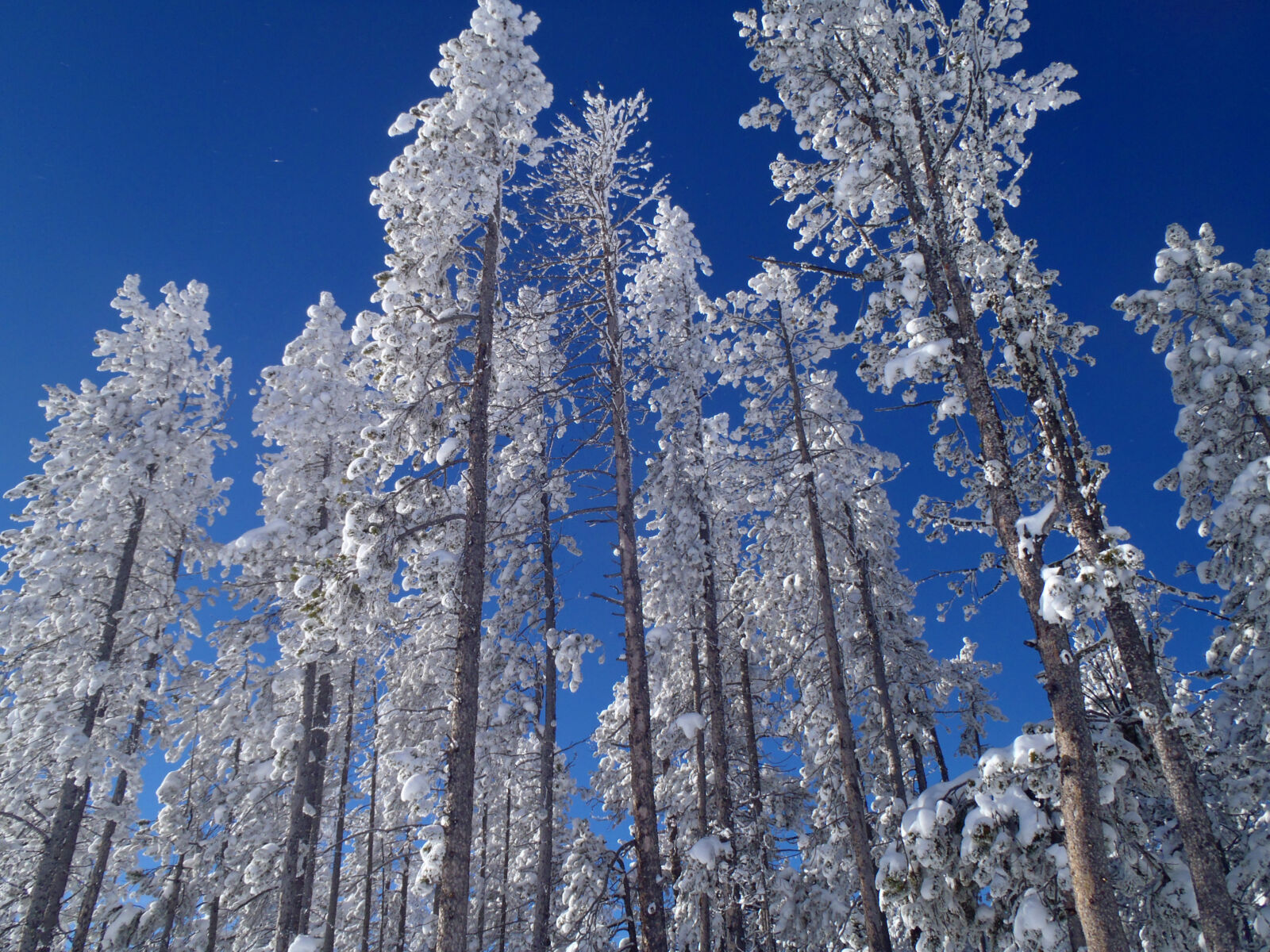 How do trees survive the winter? - National Forest Foundation