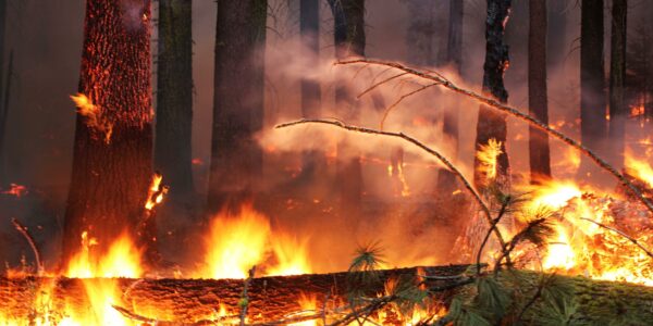 What Happens to Wildlife During a Wildfire? - National Forest Foundation