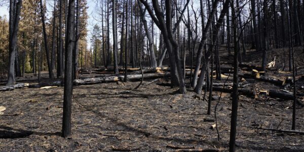 Eight Important Facts You Should Know About Post-Fire Restoration -  National Forest Foundation