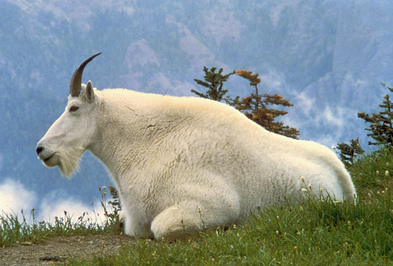 Eight Facts About Mountain Goats You Should Know - National Forest