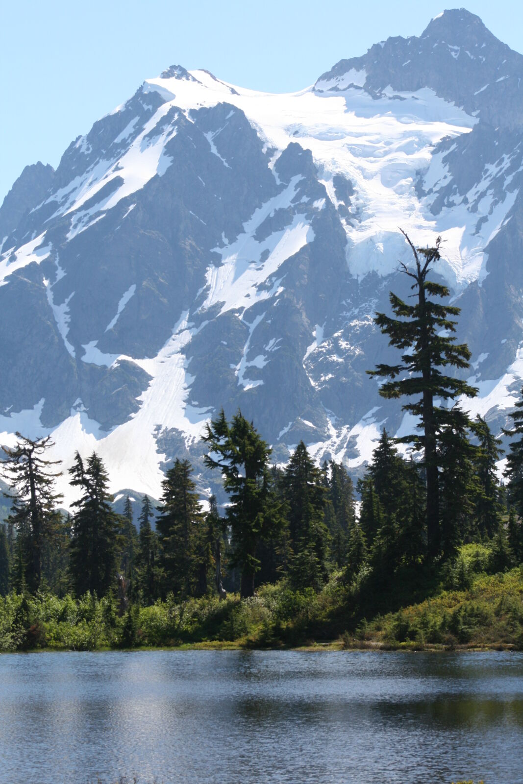 are dogs allowed in mt baker national forest