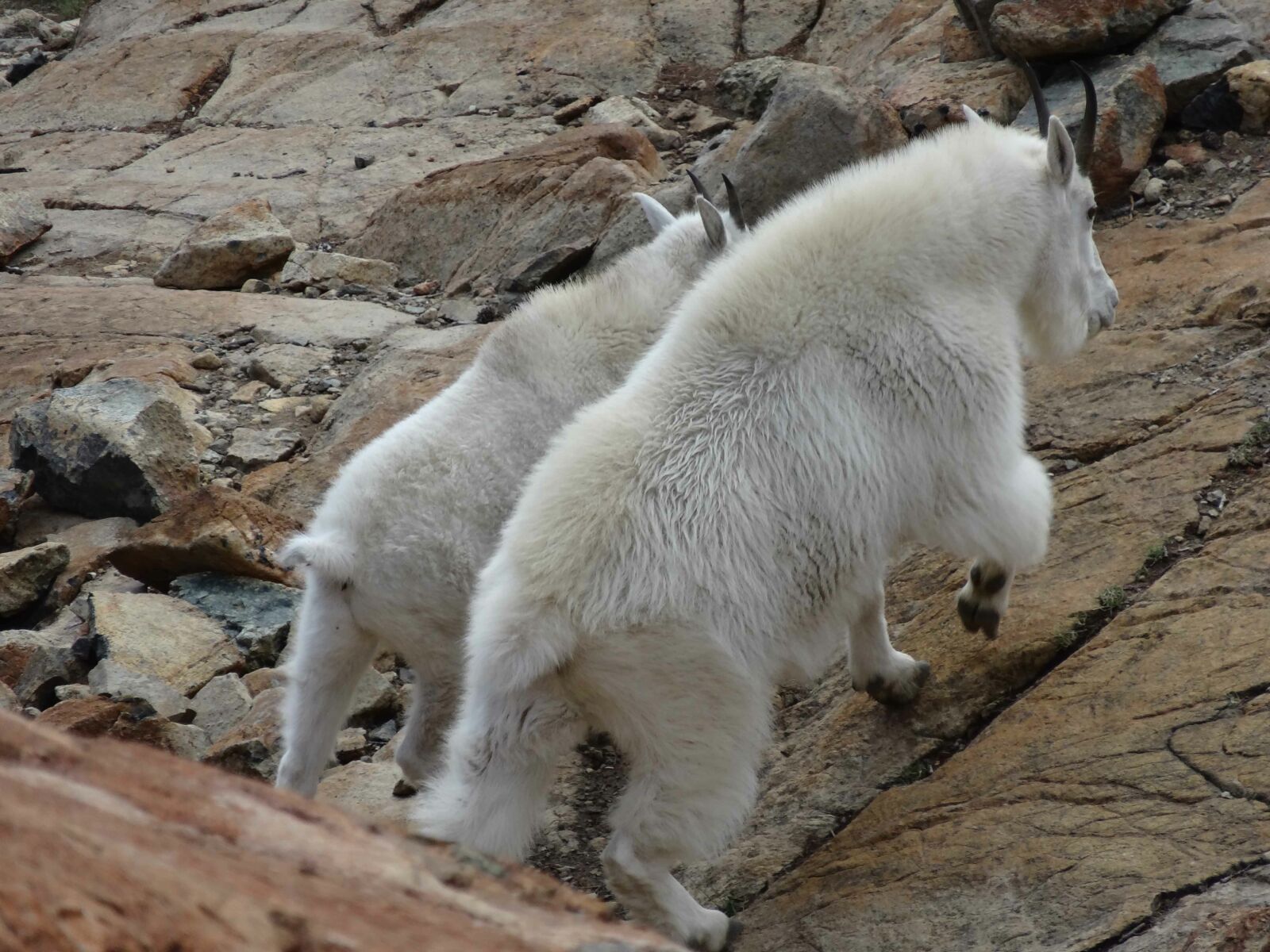 Eight Facts About Mountain Goats You Should Know - National Forest  Foundation