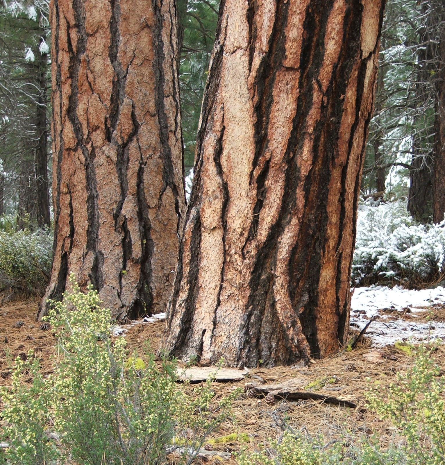 How Trees Survive and Thrive After A Fire - National Forest Foundation