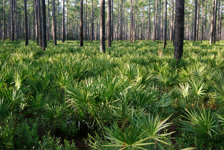 Florida Forests National Forest Foundation