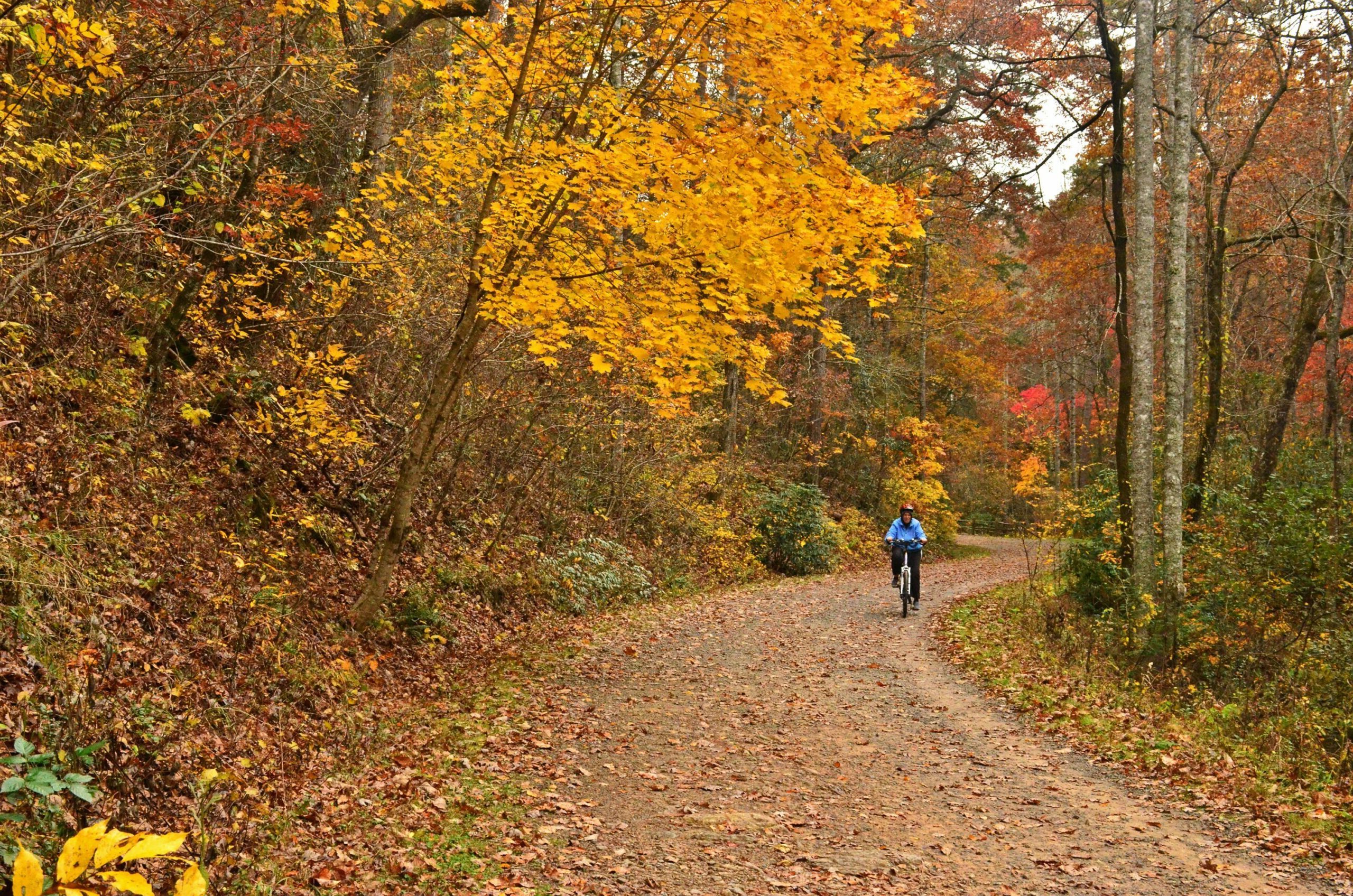 Best National Forest Bike Trails for Fall Colors — National Forest